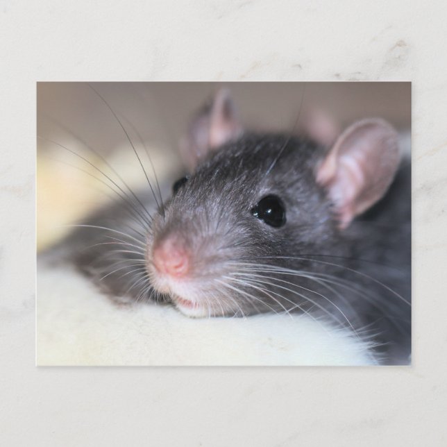 Cartão Postal Adorável (Frente)