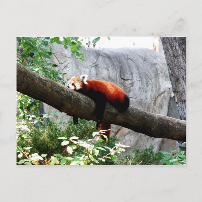 Cartão Postal adorável bicho-panda vermelho preguiçoso engraçado (Frente)