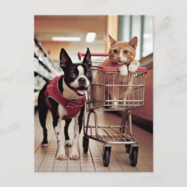 Cartão Postal Adorável Boston Terrier e um Cat vão Comprar