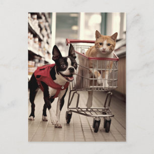 Cartão Postal Adorável Boston Terrier e um Ginger Cat Comprando