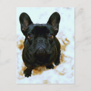 Cartão Postal Adorável Bulldog Francês Puppy!