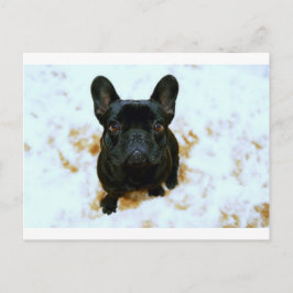 Cartão Postal Adorável Bulldog Francês Puppy!