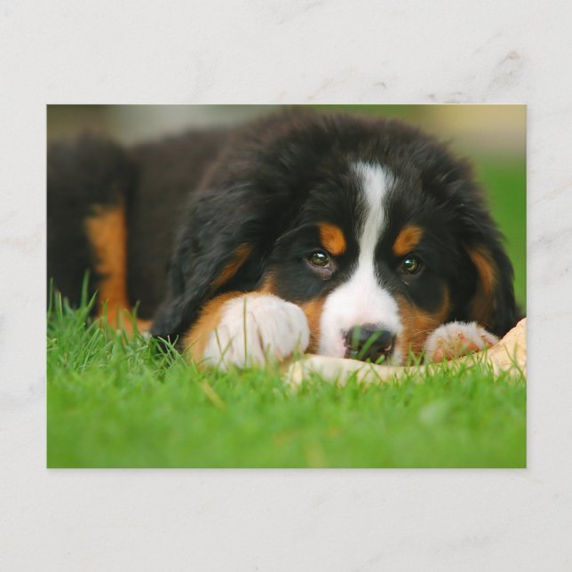Cartão Postal Adorável Cachorro de Montanha Bernese (Frente)