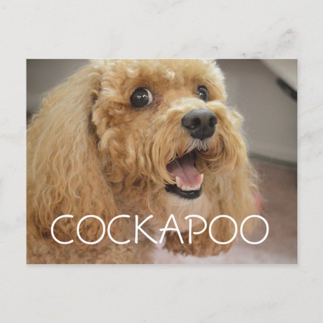 Cartão Postal Adorável Cão Cockapoo Sorridente (Frente)
