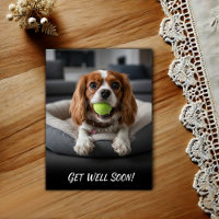 Adorável Cavalier King Charles Spaniel Melhoras 