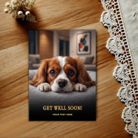 Adorável Cavalier King Charles Spaniel Recupere-se