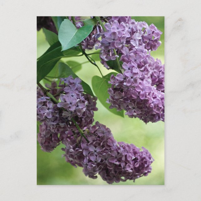 Cartão postal adorável da Primavera (Frente)