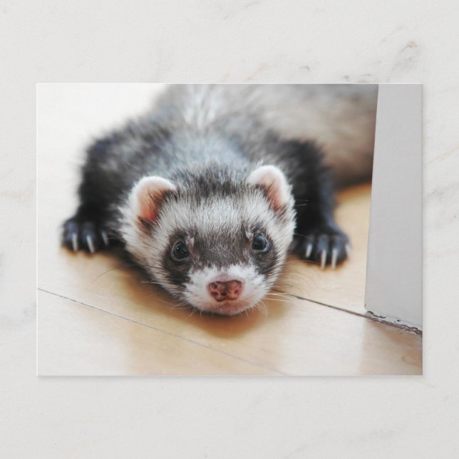 Cartão Postal Adorável Furão Sable (Frente)
