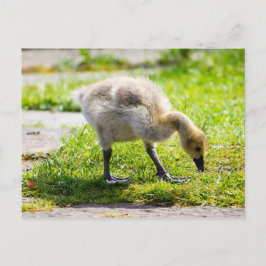 Cartão Postal Adorável gansinho de ganso-do-canadá