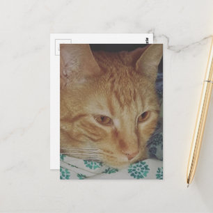 Cartão Postal adorável gatinho ruivo na cama