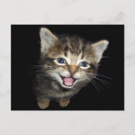 Cartão Postal Adorável Gato de Gatinhos com Rebuçados