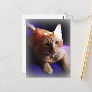 Cartão Postal Adorável gato malhado ruivo num sofá roxo