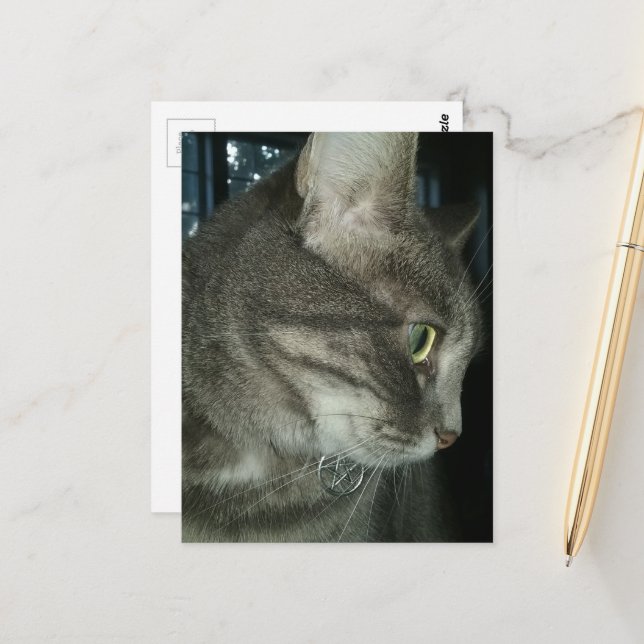 Cartão Postal adorável gato tabby cinza (Frente/Verso In Situ)