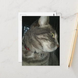 Cartão Postal adorável gato tabby cinza colar pentagrama
