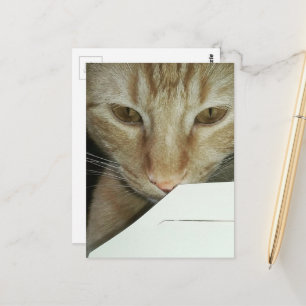 Cartão Postal adorável inspetor de comida de gatinho ruivo