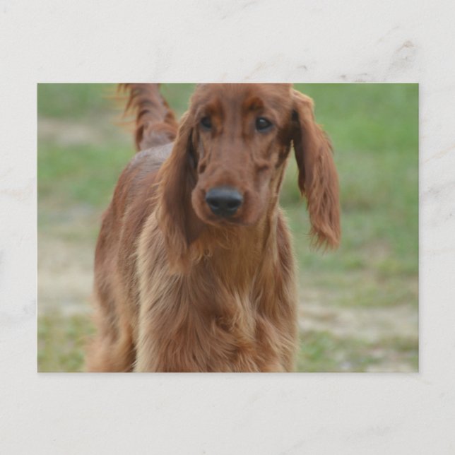 Cartão Postal Adorável Irish Setter (Frente)