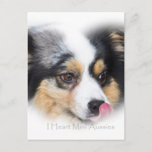 Cartão Postal Adorável Mini Aussie Gift Assortion