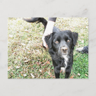 Cartão Postal Adorável Smokey Posando para a Câmera