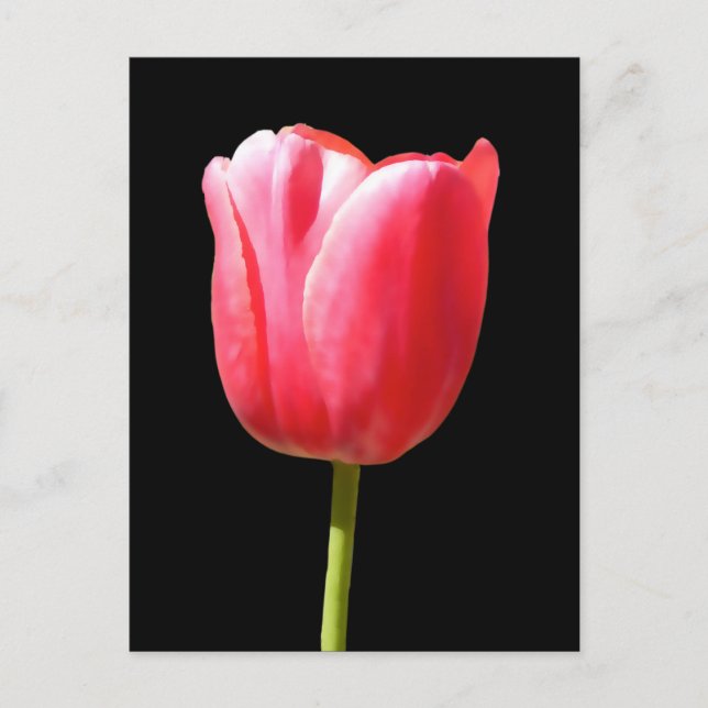 Cartão Postal Adorável Solteiro Tulip Bloom (Frente)