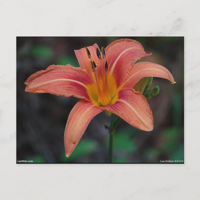 Cartão Postal Adorável Tawny Daylily Roupa e presentes (Frente)