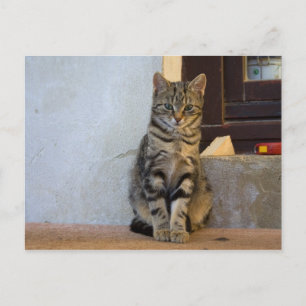 Cartão Postal Adorável Tigre Cat Baby