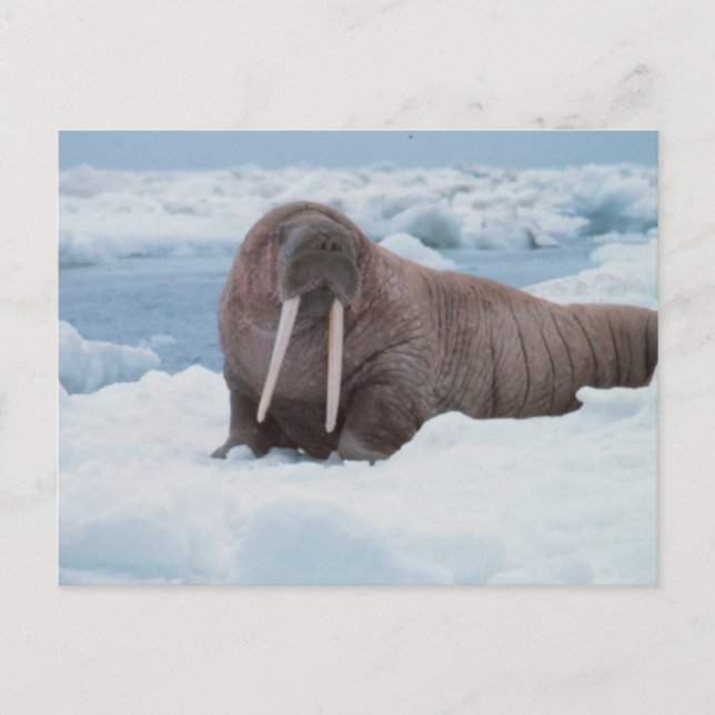 Cartão Postal Adorável Walrus (Frente)
