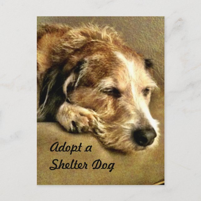 Cartão Postal Adotar um Cartão-Postal para Cachorros (Frente)