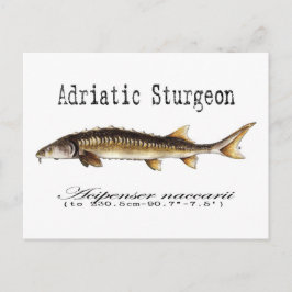 Cartão Postal Adriatic Sturgeon Item