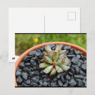 Cartão Postal Adromischus, Planta Suculenta