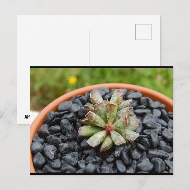 Cartão Postal Adromischus, Planta Suculenta (Frente/Verso)