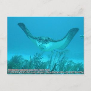 Cartão Postal Aetobatus narinari (Raio de Águia Spotted)