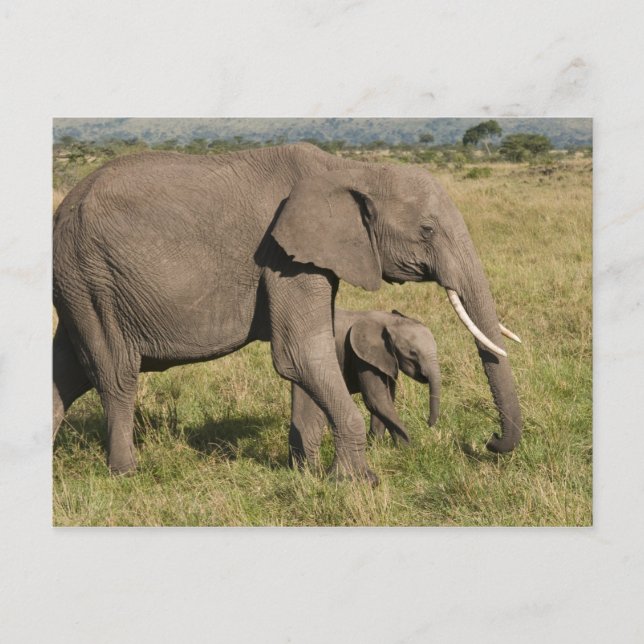 Cartão Postal Afafricano Elephant e cub (Loxodonta africana), (Frente)