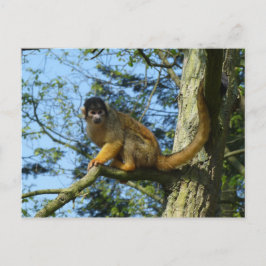 Cartão Postal Affe Totenkopfäffchen sitz auf einem Baum