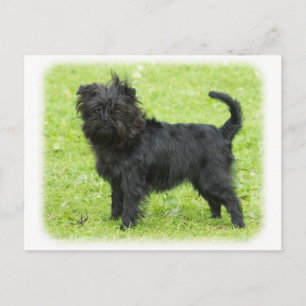 Cartão Postal Affenpinscher 9R095D-090