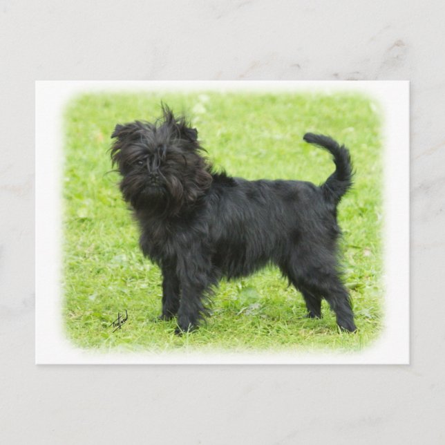 Cartão Postal Affenpinscher 9R095D-090 (Frente)
