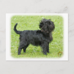 Cartão Postal Affenpinscher 9R095D-092