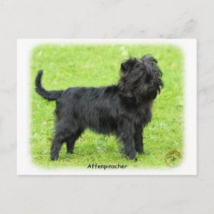 Cartão Postal Affenpinscher 9R095D-093