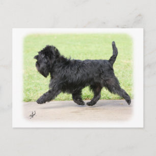 Cartão Postal Affenpinscher 9Y516D-063