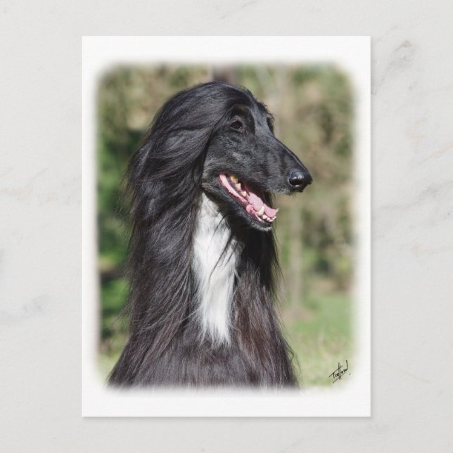 Cartão Postal Afghan Hound AA017D-101 (Frente)