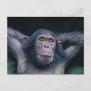 Cartão Postal África, África Oriental, Tanzânia, Gombe Nacional 