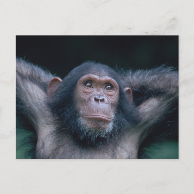 Cartão Postal África, África Oriental, Tanzânia, Gombe Nacional  (Frente)