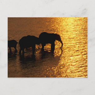 Cartão Postal África, Botsuana, Delta do Okavango. Africano