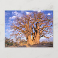 África, Botsuana, Delta do Okavango. Baobá