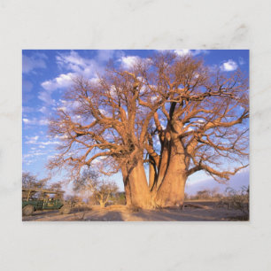 Cartão Postal África, Botsuana, Delta do Okavango. Baobab