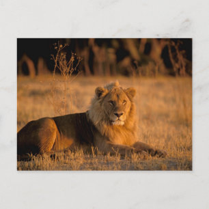 Cartão Postal África, Botsuana, Delta do Okavango. Leão (Panther