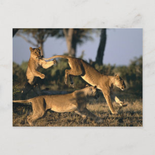 Cartão Postal África, Botsuana, Parque Nacional Chobe, Leões