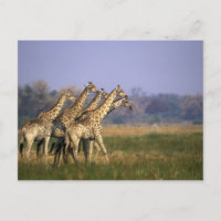 África, Botsuana, Reserva de Caça Moremi