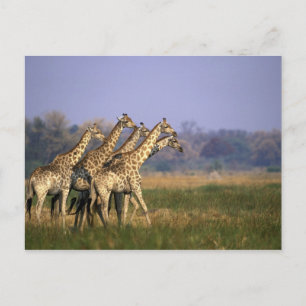 Cartão Postal África, Botsuana, Reserva de Caça Moremi