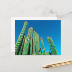 Cartão Postal África Deserto Paisagem Natureza Plantas Cactus