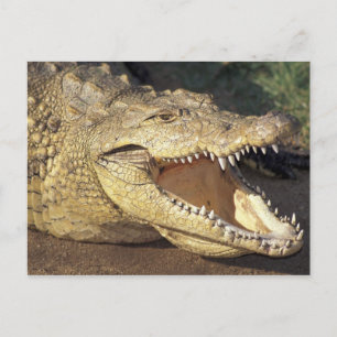 Cartão Postal África do Sul, crocodilo do Nilo